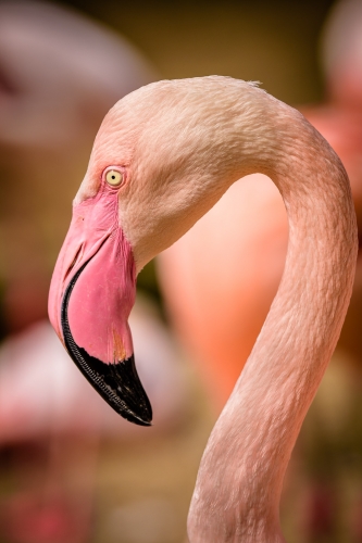 flamingo-001