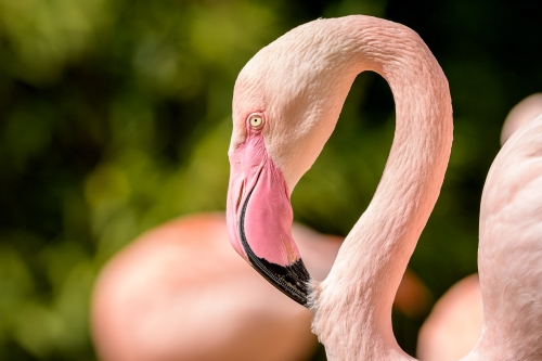 flamingo-002