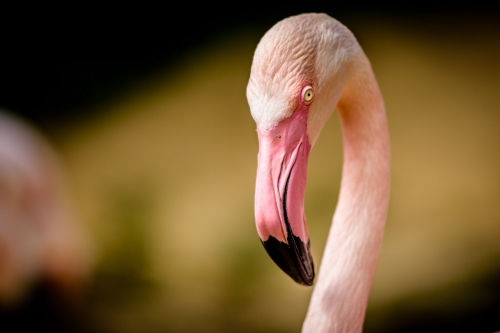 flamingo-003