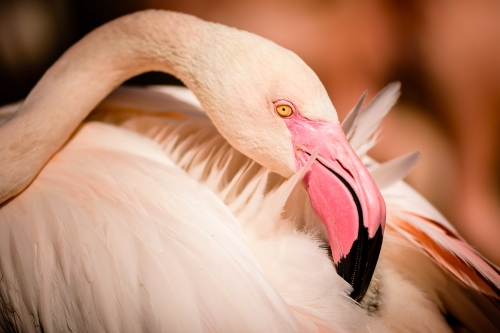 flamingo-005