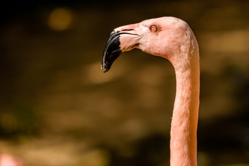 flamingo-007