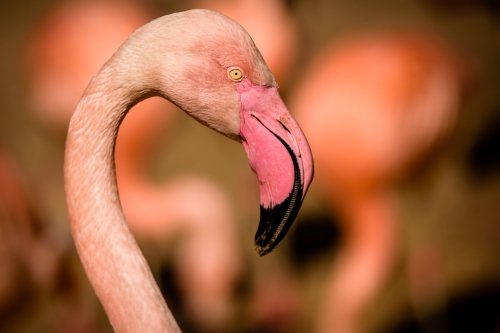 flamingo-009